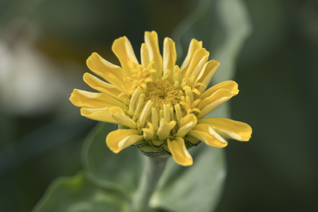 zinnia in the gardenの写真素材