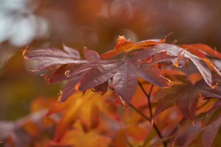 maple leaf in the garden