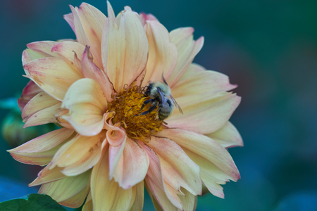 bee on dahlia in the gardenの写真素材