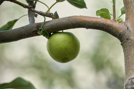 apple on treeの写真素材