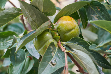 persimmon on treeの写真素材