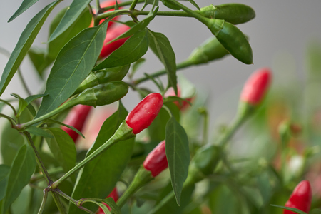 red chili pepper on plantの写真素材
