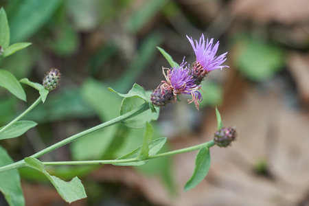 wildflower at parkの写真素材