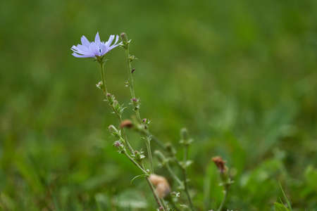 wildflower at park