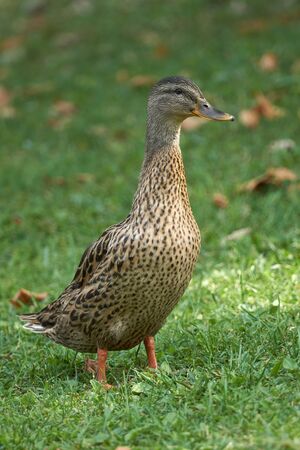 duck on meadowの写真素材