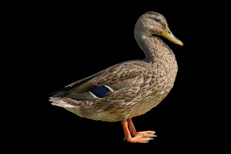 duck on rock at lakeの写真素材