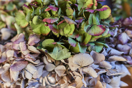 dry colorful hydrangea