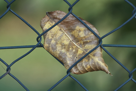 leaf on the netの写真素材