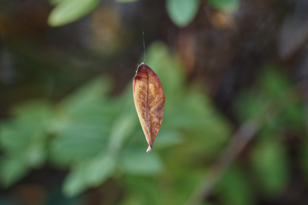 leaf hanging on the spider webの写真素材