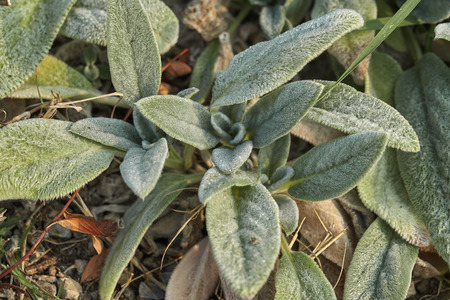 decorative leaf in the garden