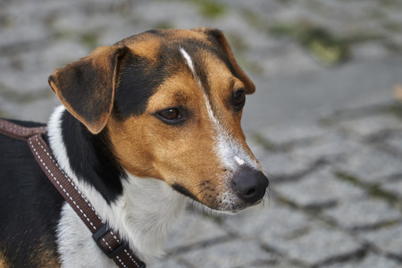little cute dog