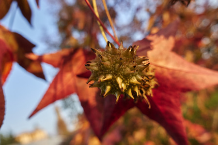 maple leaf in the autumnの写真素材