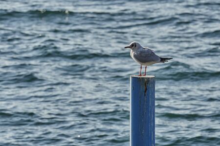 seagull on lakeの写真素材