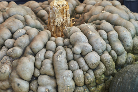 pumpkin in the farmの写真素材