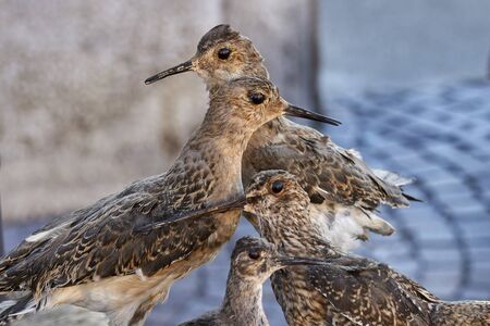 stuffed bird for decorationの写真素材