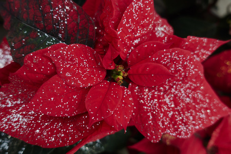 red poinsettia with glitter at Christmasの写真素材