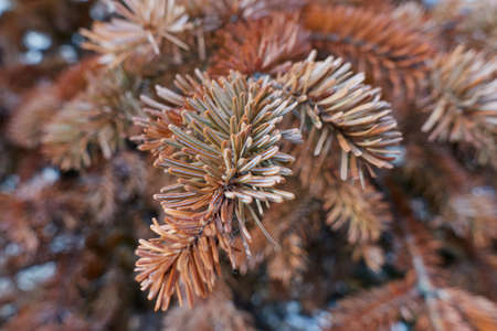 pine tree in the gardenの写真素材