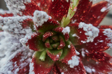 decorated succulent plant for holidaysの写真素材