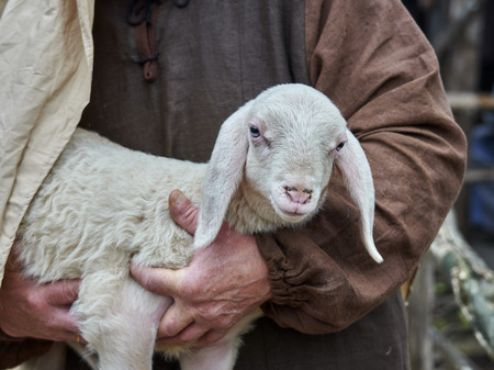 lamb with sheperdの写真素材