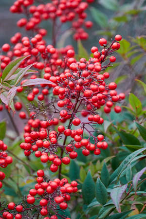 red berry in the garden in winterの写真素材