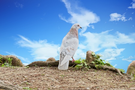 pigeon alone by the lakeの写真素材