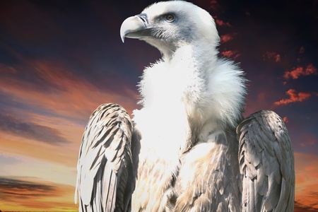 Snow vulture gyps himalayensisの写真素材