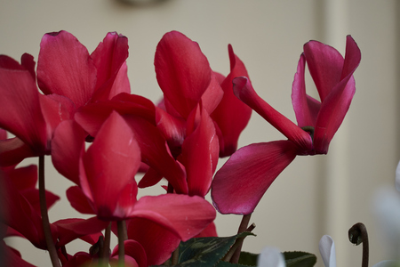 red cyclamen in bloom in springの写真素材