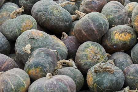 pumpkin in the farmの写真素材