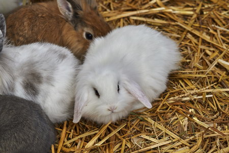 puppies of rabbit in the farmの写真素材