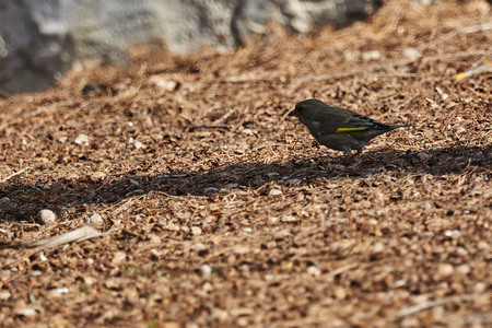 greenfinch chloris birdの写真素材
