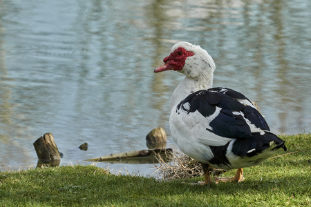 cairina moschata duck drinks at lakeの写真素材