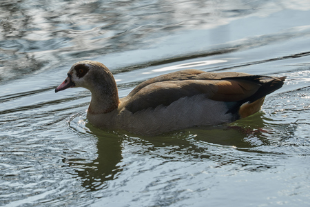 moorhen duck on lakeの写真素材