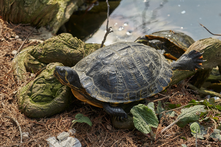 cute turtles rest at sun on pondの写真素材