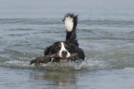bernese mountain dog in the waterの写真素材