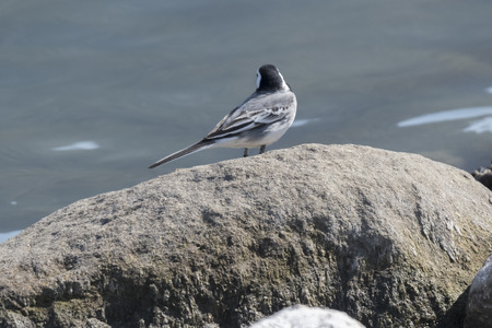 motacilla alba wagtail  birdの写真素材