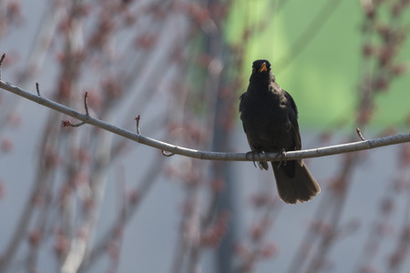 turdus merula common blackbird on treeの写真素材