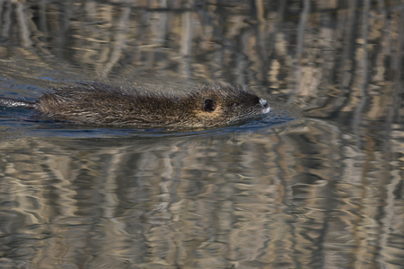 nutria swimming on lakeの写真素材