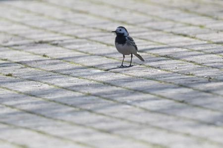 motacilla alba wagtail  birdの写真素材