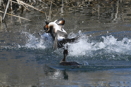 fight for the territory between great crested grebeの写真素材