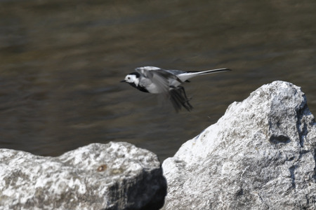 motacilla alba wagtail  birdの写真素材