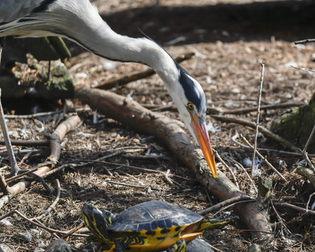 grey heron on pondの写真素材