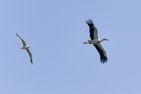white stork and seagull flying together in the skyの写真素材