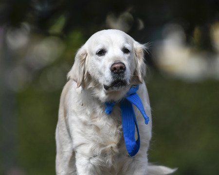 cute dog at parkの写真素材