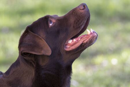 brown labrador dogの写真素材