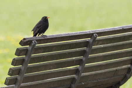 turdus merula common blackbird on bench at parkの写真素材
