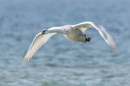 swan flying on lakeの写真素材