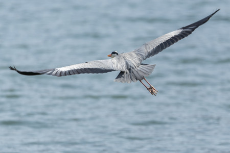 grey heron flying at lake