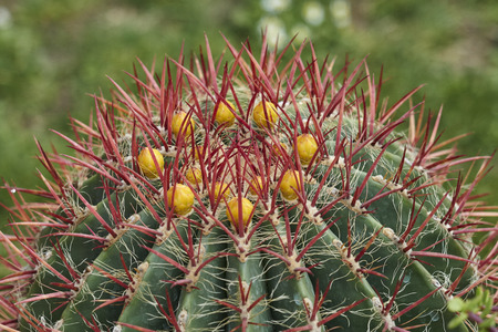 succulent plant in bloom in the vase