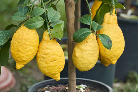 yellow lemon on tree