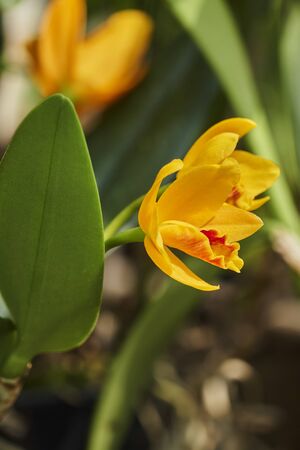 orchid in bloom in the gardenの写真素材